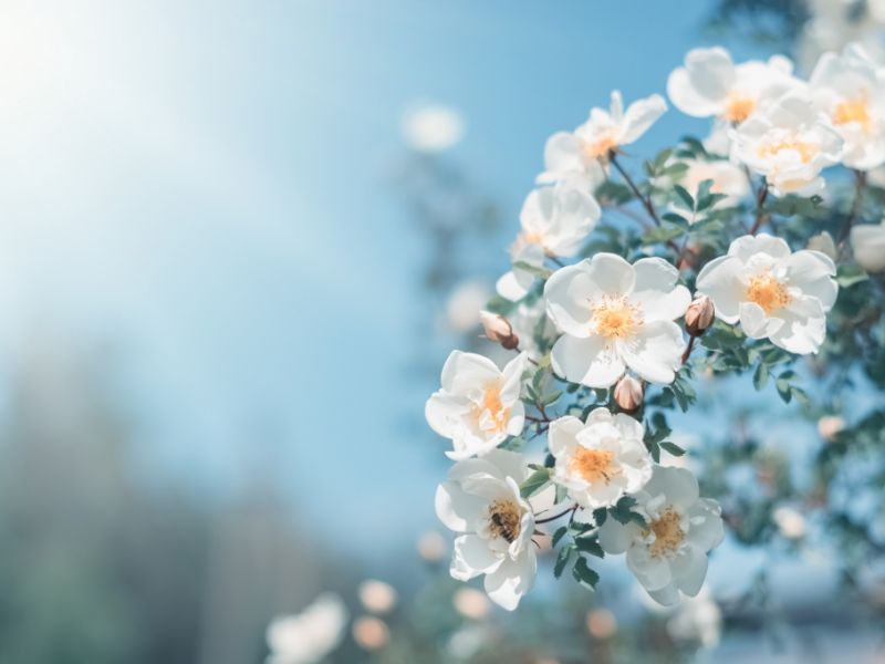 Wetter im April 2026: Nach Zwiespalt kommt die Wende - Hoch Stefan bringt den Frühling
