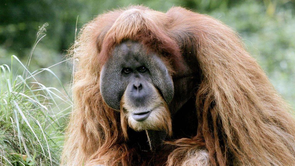 Elefant, Tiger & Co. bei Das Erste (Foto)