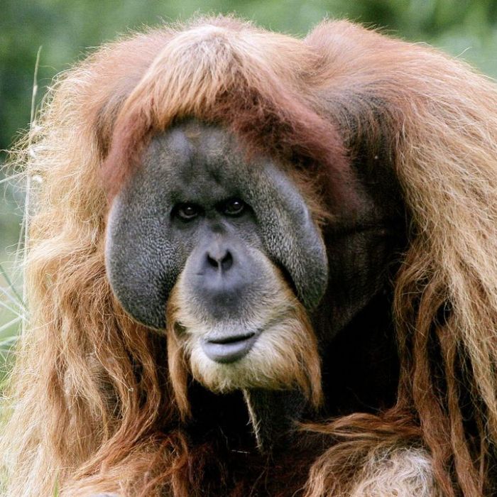 Wann und wo man die Wiederholung sehen kann