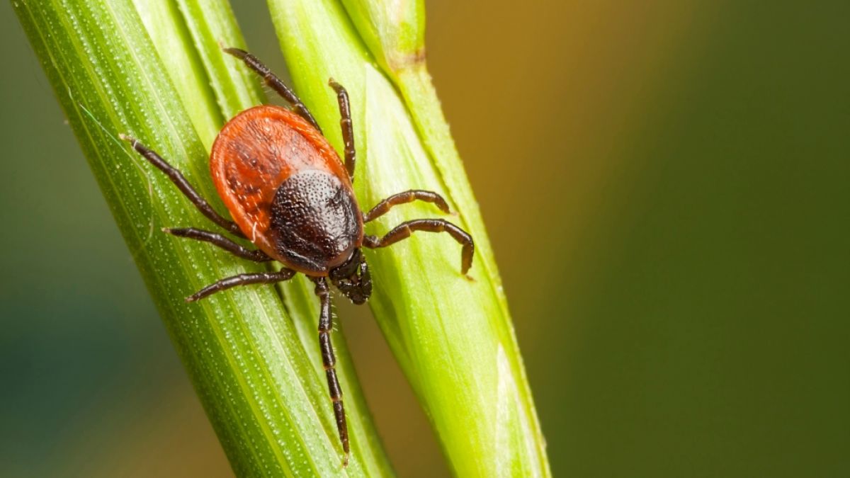 In den vergangenen Jahren sind die Risikogebiete deutlich mehr geworden. (Foto)