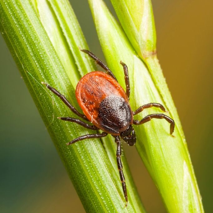 Start der Zeckensaison in Deutschland - hier ist die Gefahr besonders groß