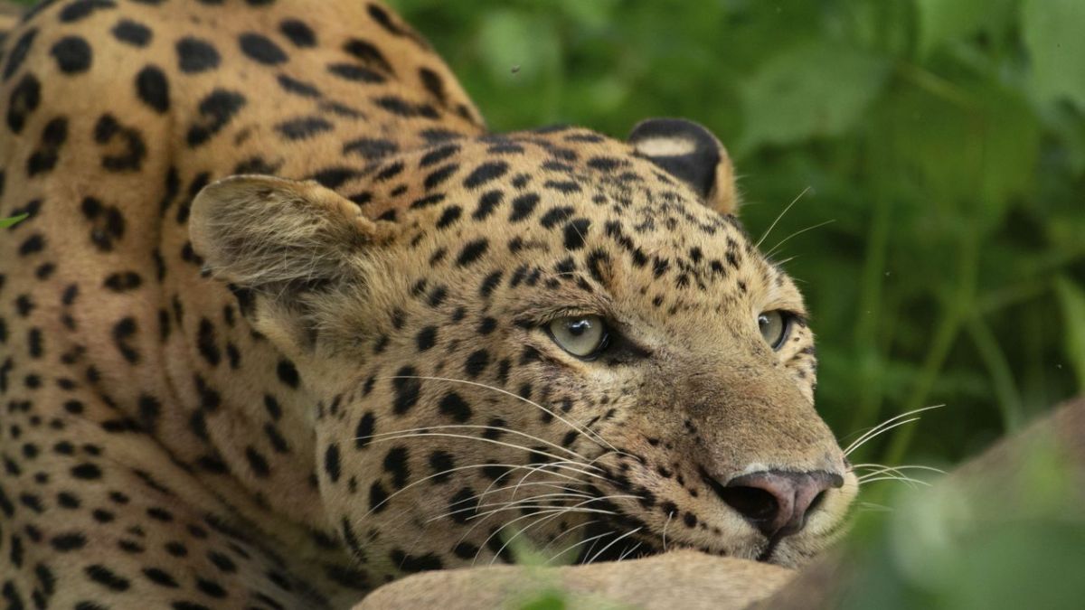 Die Leoparden-Dynastie bei Arte (Foto)