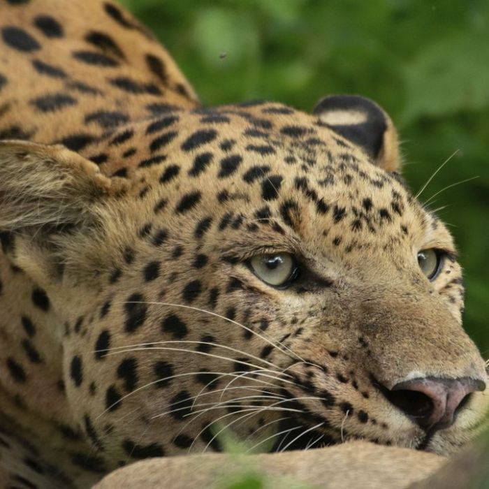 Wiederholung und Mediathek zur Sendung