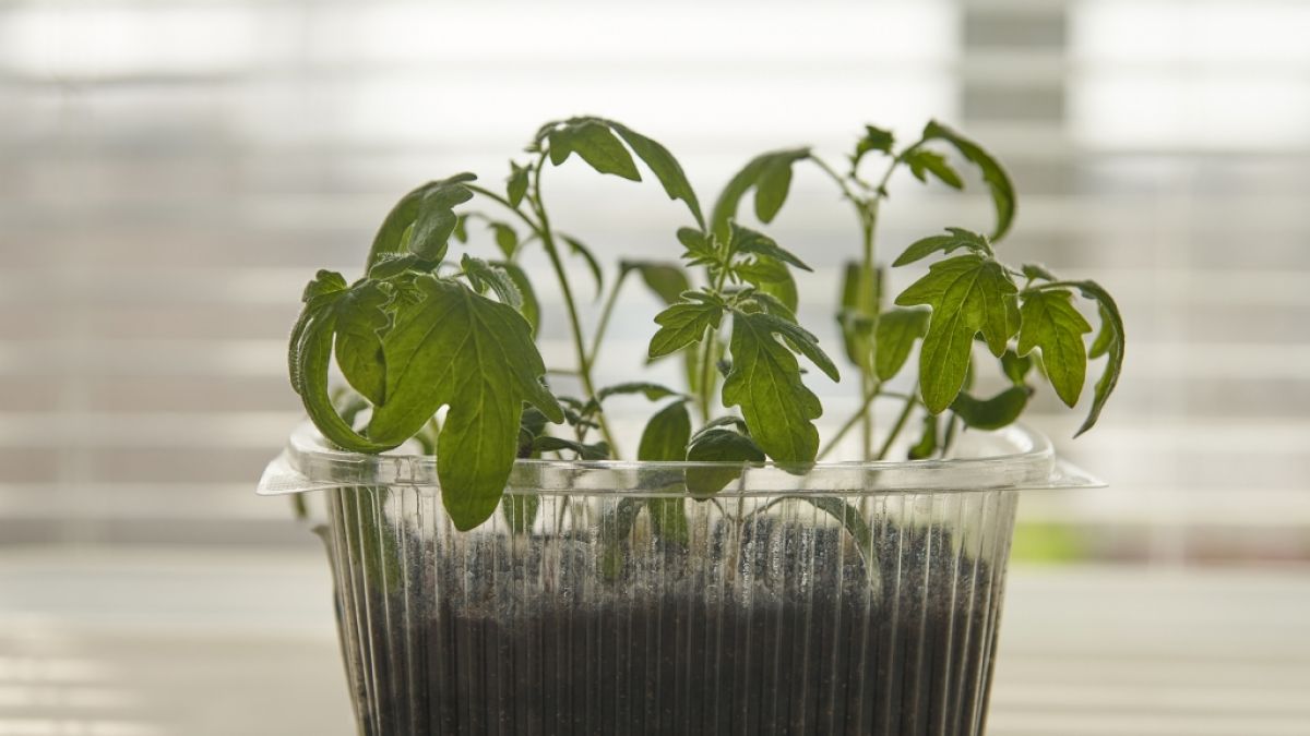 Im April wird die Grundlage f&uuml;r die ganze Gartensaison gelegt. (Foto)