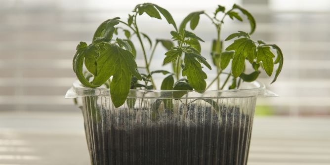 Pikieren, pflanzen, schneiden