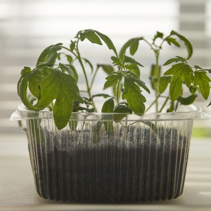 Die wichtigsten Gartenarbeiten im April