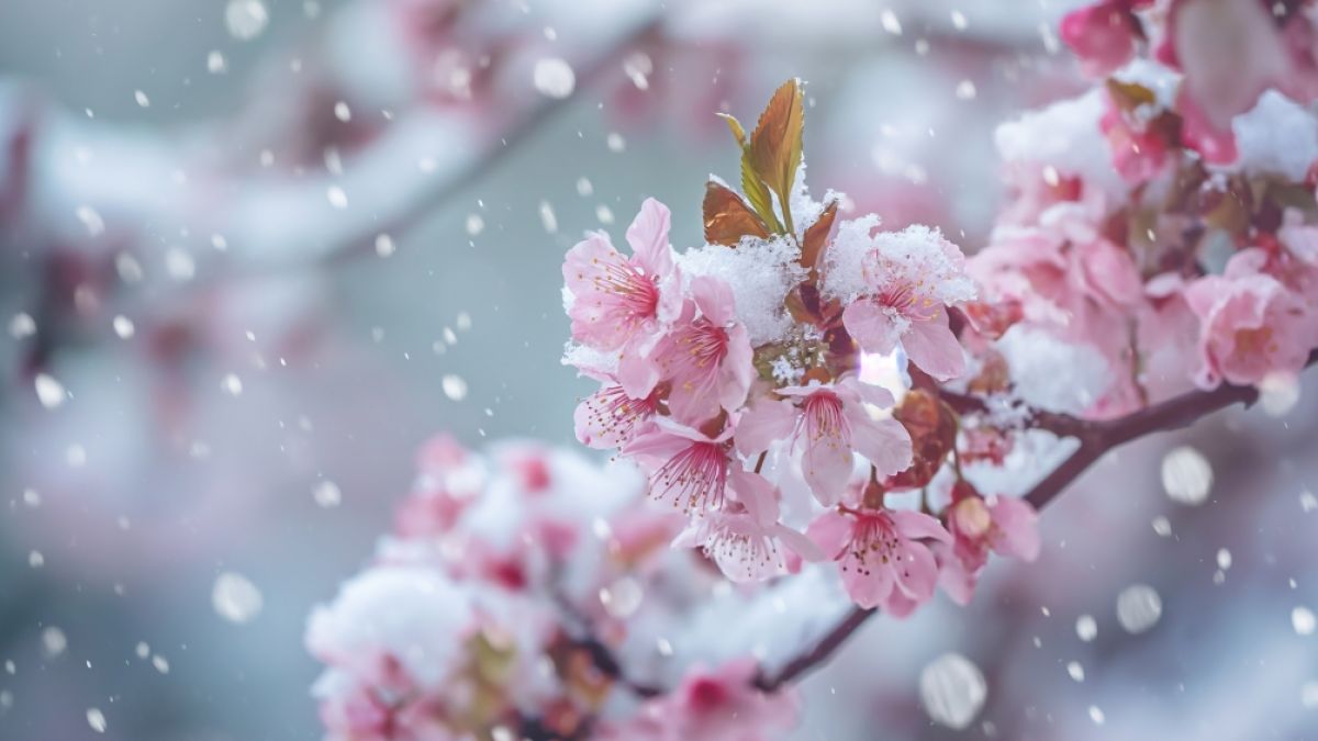 Der Fr&uuml;hling legt eine Pause ein. (Foto)