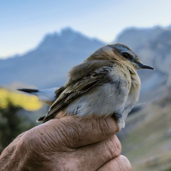 Wann und wo man die Wiederholung sehen kann