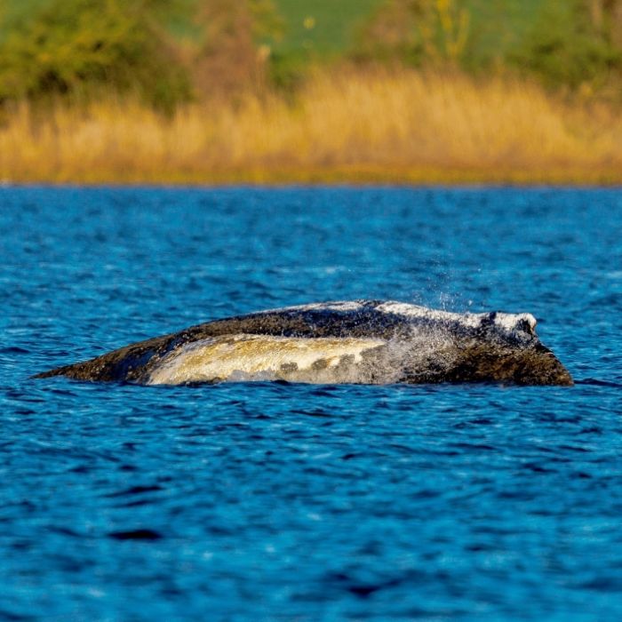 Sandsäcke sollen Wal vom Flachwasser abhalten