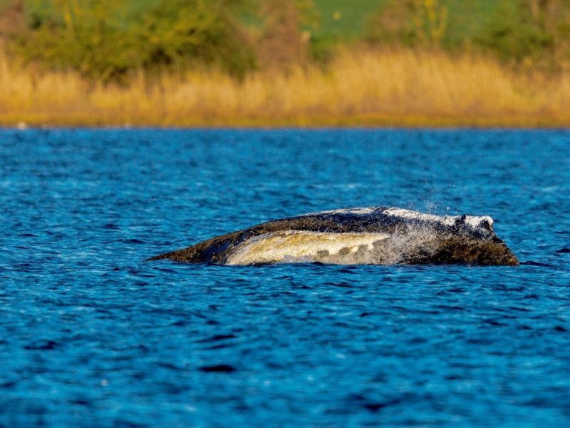 Hilfe - oder nur Qual?: Experte rät erneut, Wal "strikt in Ruhe zu lassen"