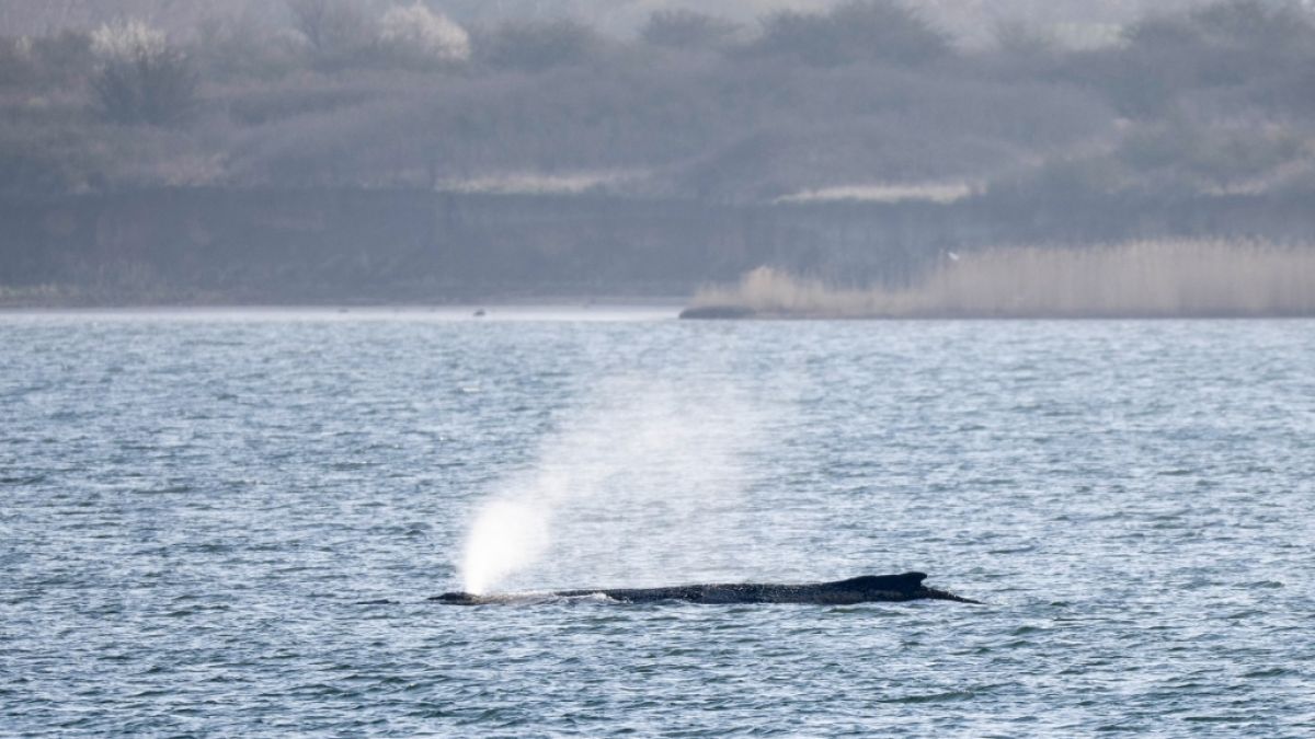 Der einst in der Wismarer Bucht gestrandete Buckelwal Timmy st&ouml;&szlig;t eine Font&auml;ne aus. (Foto)