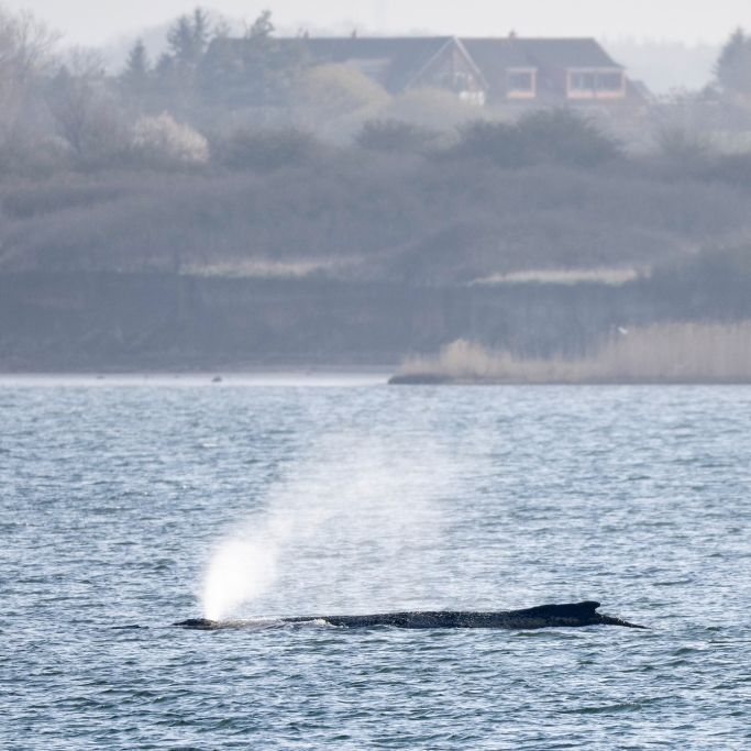 Ministerium duldet möglichen Transport des Buckelwals