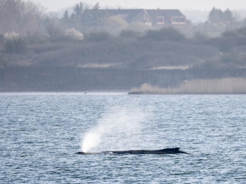 Welche Chancen hat das Tier?: Wal liegt weiter vor Poel