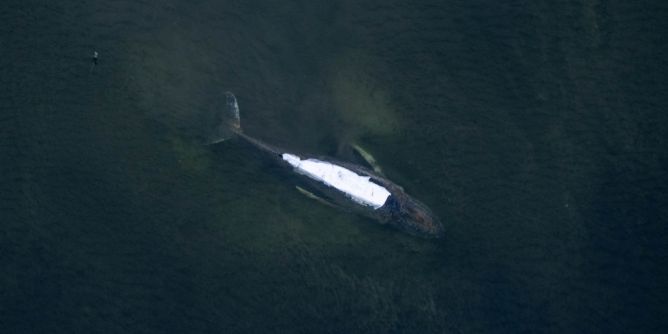 Gestrandeter Buckelwal