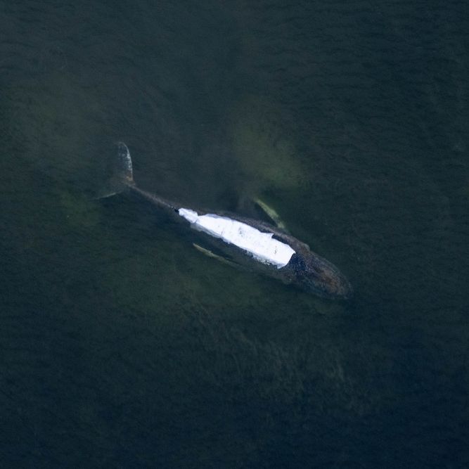 Geldgeber Gunz will weiter Wal-Transport 