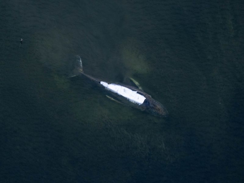 Gestrandeter Buckelwal: Buckelwal mit Sender versehen - Makrelenfütterung geplant