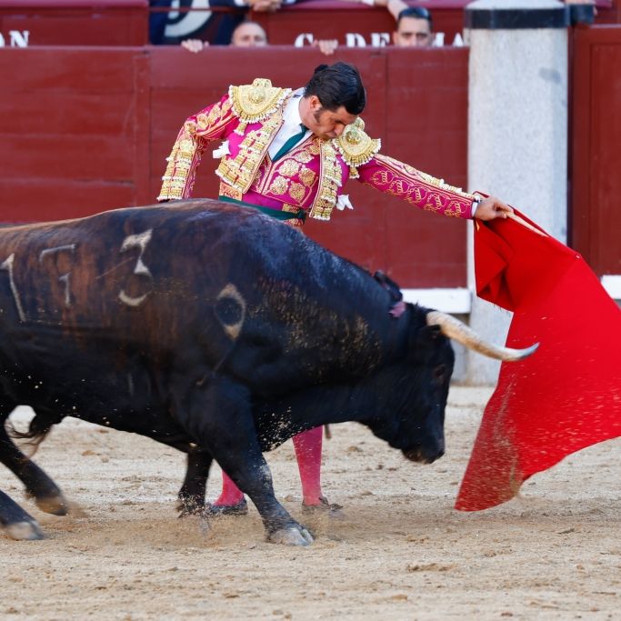 Rektum durchbohrt - Stier spießt spanischen Top-Torero auf