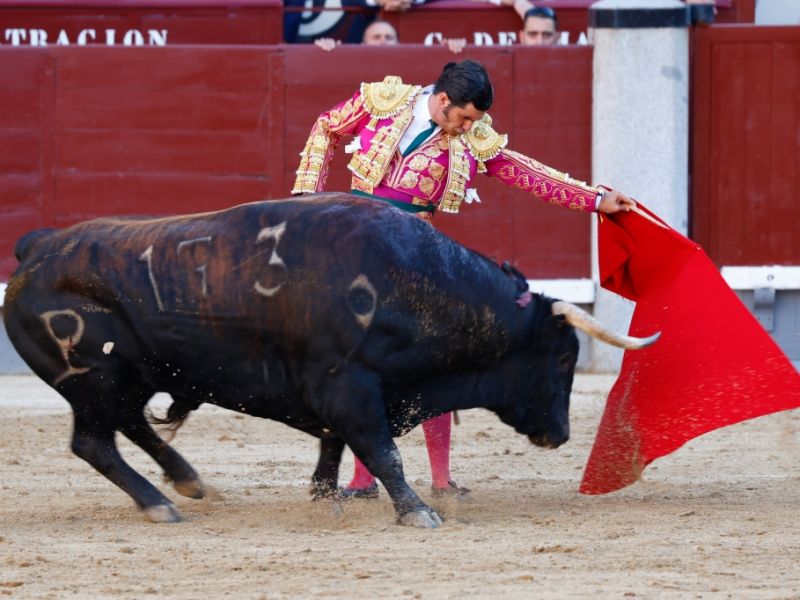 Dramatische Szenen beim Stierkampf: Rektum durchbohrt - Stier spießt spanischen Top-Torero auf