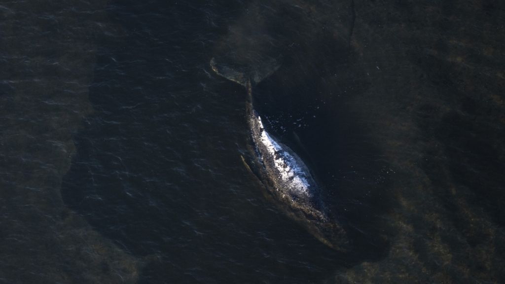 Buckelwal in der Ostsee