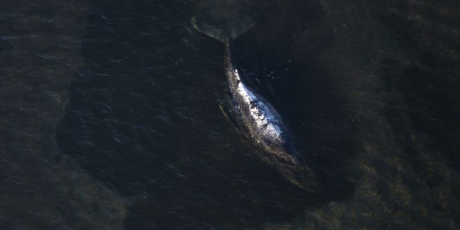 Buckelwal in der Ostsee