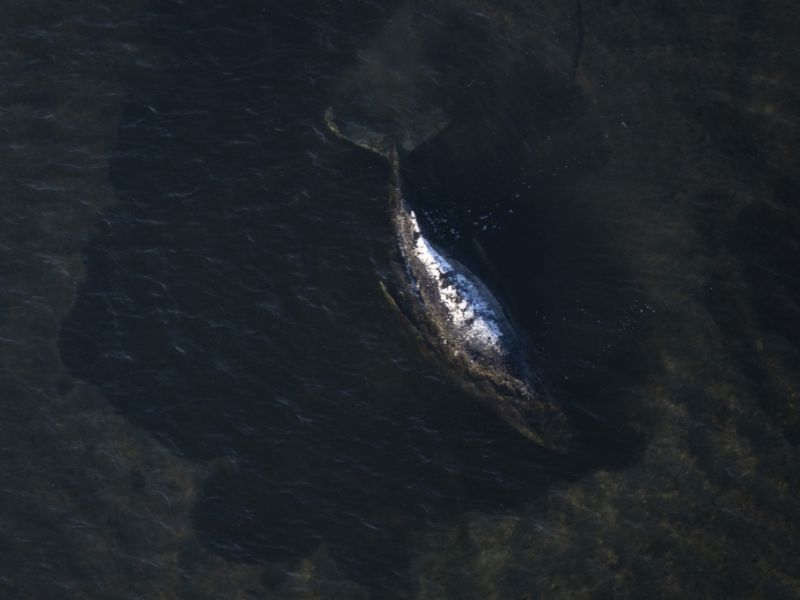 Buckelwal in der Ostsee: Jetzt kommen Orca-Experten  - können sie den Wal retten?