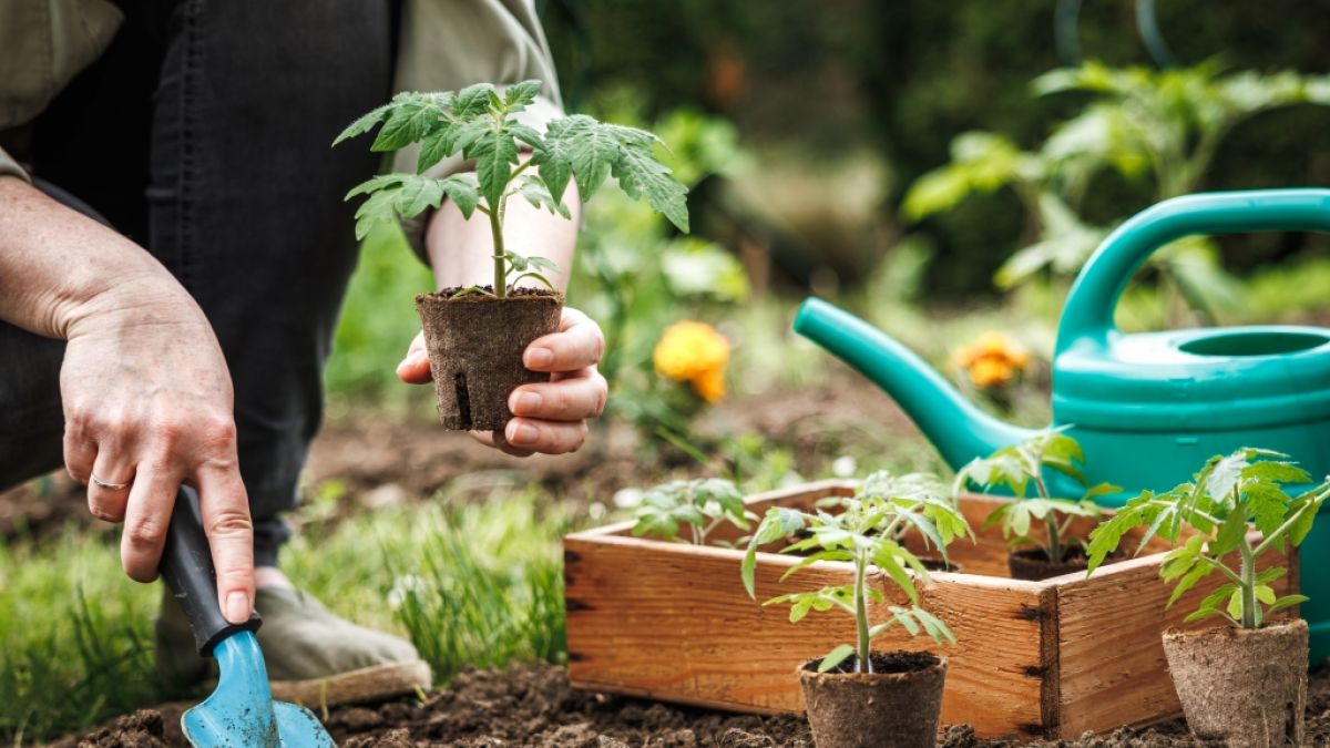 Im Mai d&uuml;rfen endlich frostempfindliche Pflanzen ins Beet gepflanzt werden. (Foto)