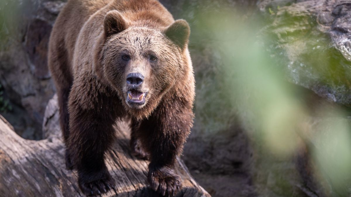 Im Vorkarpatenland in Polen ist eine 58 Jahre alte Frau von einem Braunb&auml;ren angegriffen und t&ouml;dlich verletzt worden (Symbolfoto). (Foto)