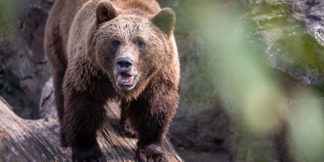 Tödliche Attacke in Polen