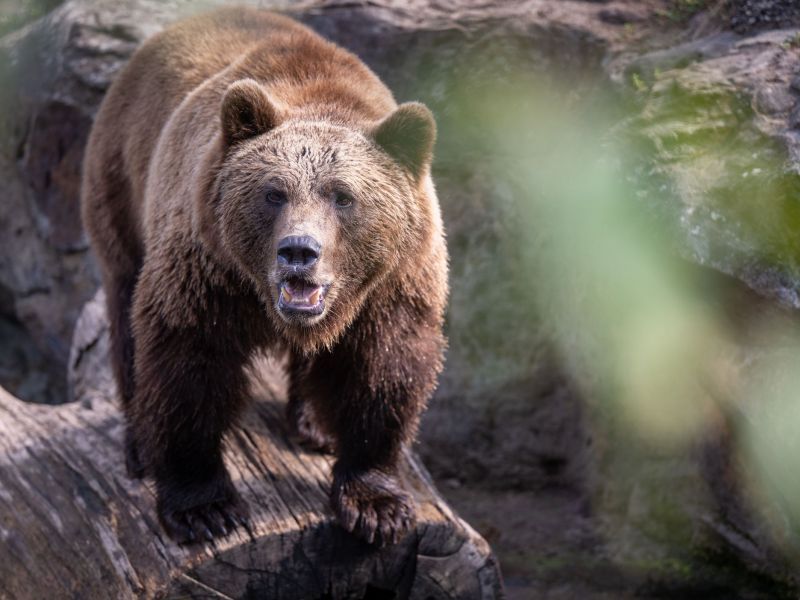 Tödliche Attacke in Polen: Bär verletzt Frau (58) im Wald - Behörden warnen Bevölkerung