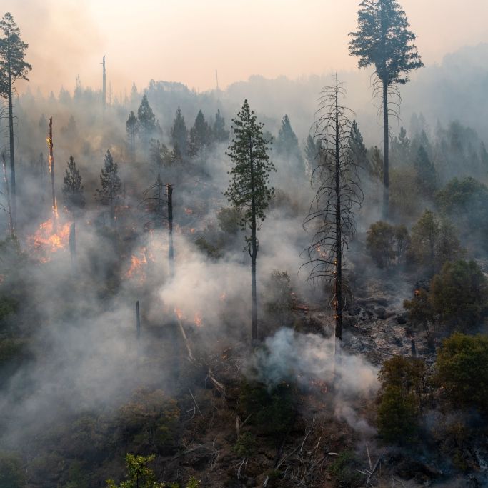 Waldbrand-Gefahr steigt in Deutschland durch zu viel Sonnenschein