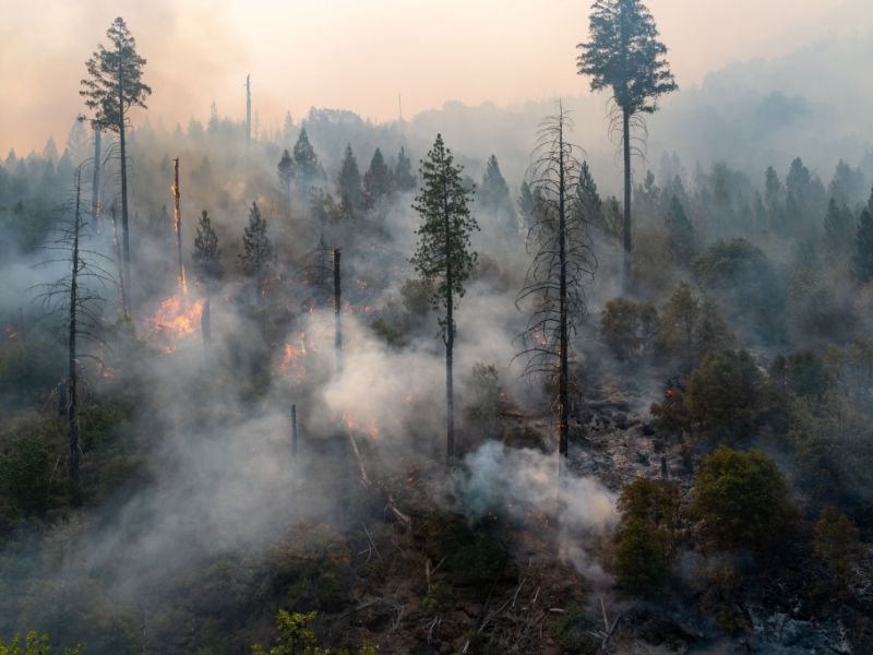 Gefährliches Wetter: Waldbrand-Gefahr steigt in Deutschland durch zu viel Sonnenschein