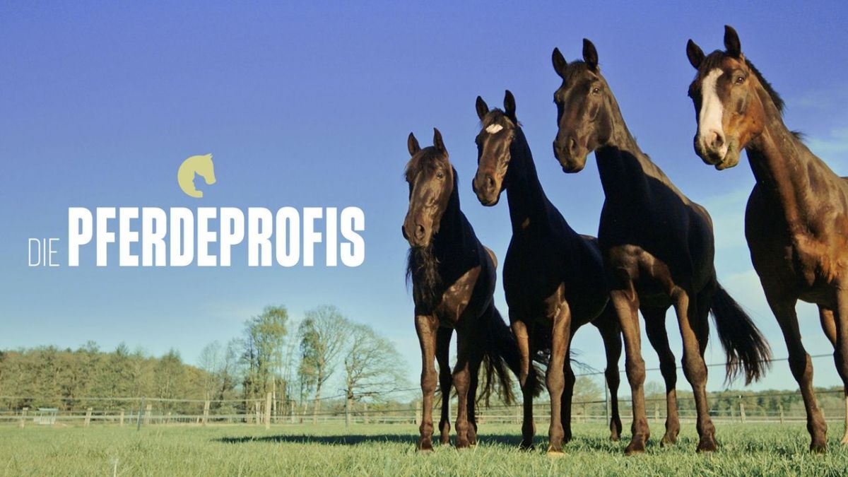 Die Pferdeprofis bei VOX (Foto)