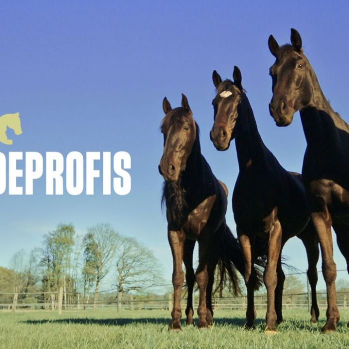 Die Pferdeprofis bei VOX