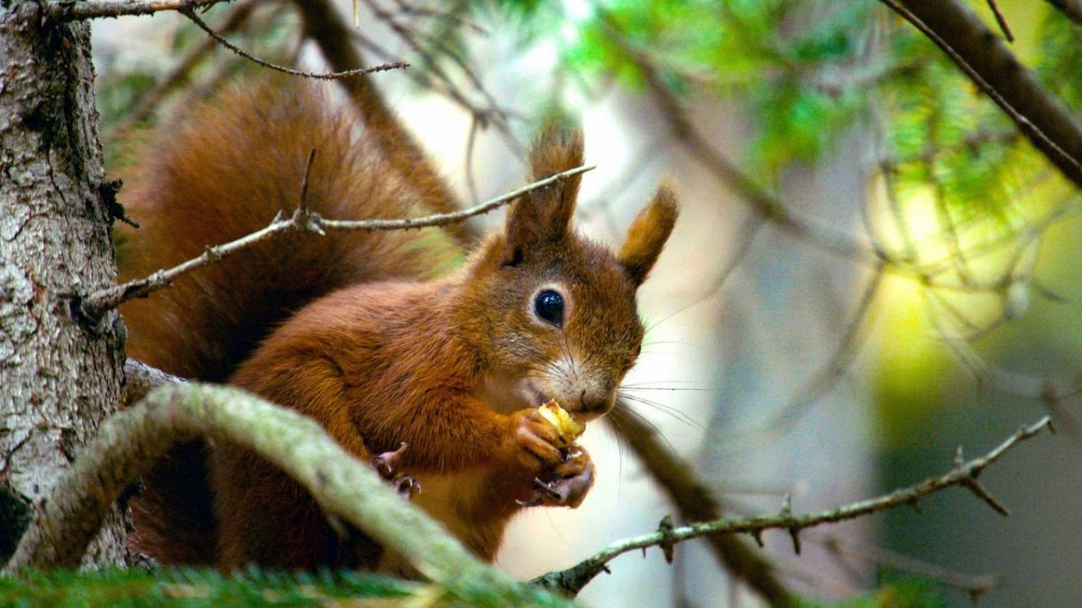 Geheimnisvolle Eichh&ouml;rnchen bei 3sat (Foto)