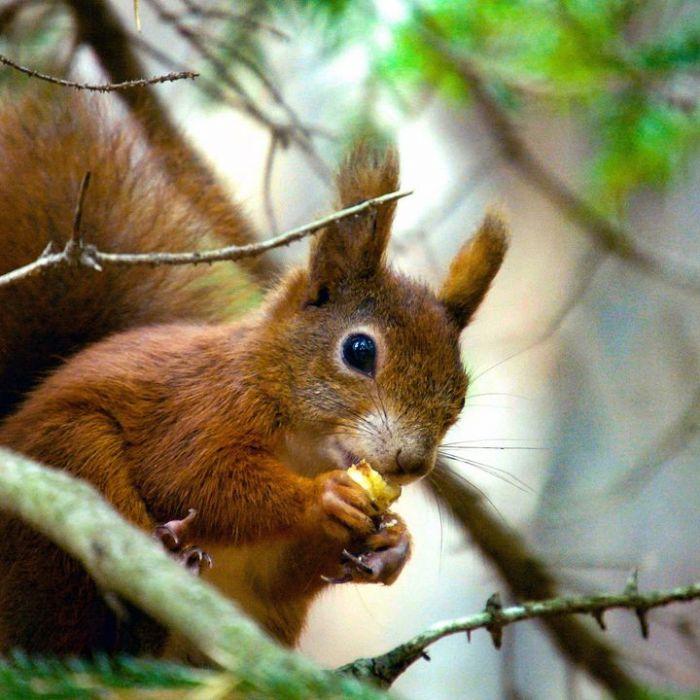 Geheimnisvolle Eichhörnchen bei 3sat