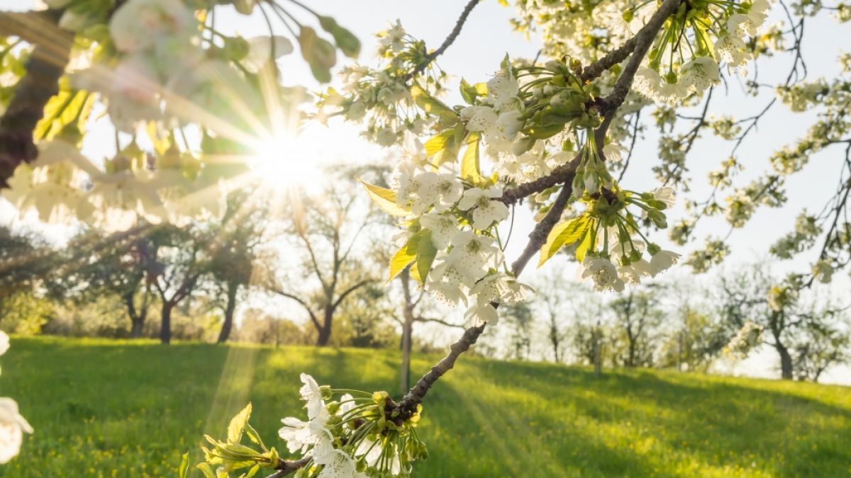Der Mai beginnt sommerlich. (Foto)