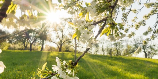 Erst Frost, dann Sommerhitze