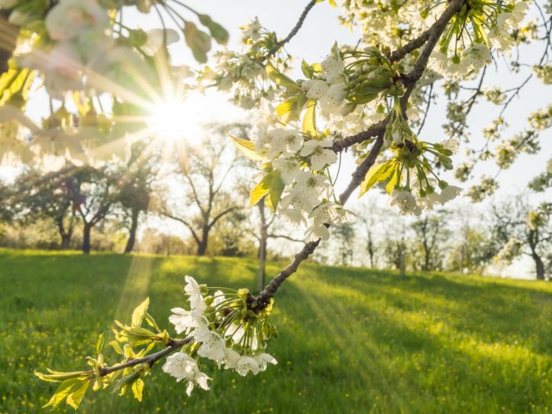 Erst Frost, dann Sommer-Hitze: Wetter-Achterbahn trifft jetzt ganz Deutschland