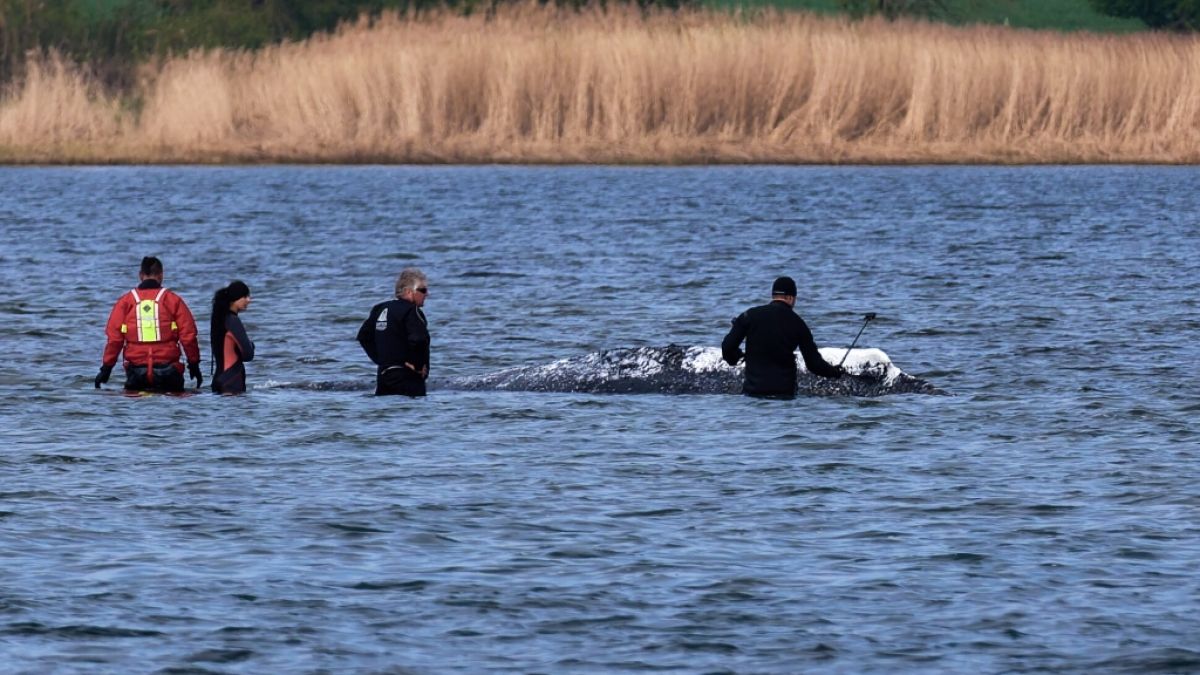 Die Berichterstattung zu den Rettungsversuchen f&uuml;r den gestrandeten Buckelwal Timmy geht zu weit. (Foto)