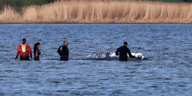 Drama um Ostsee-Wal Timmy