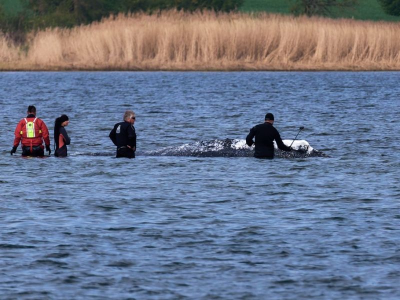 Drama um Ostsee-Wal Timmy: Medienrummel eskaliert - damit muss jetzt Schluss sein