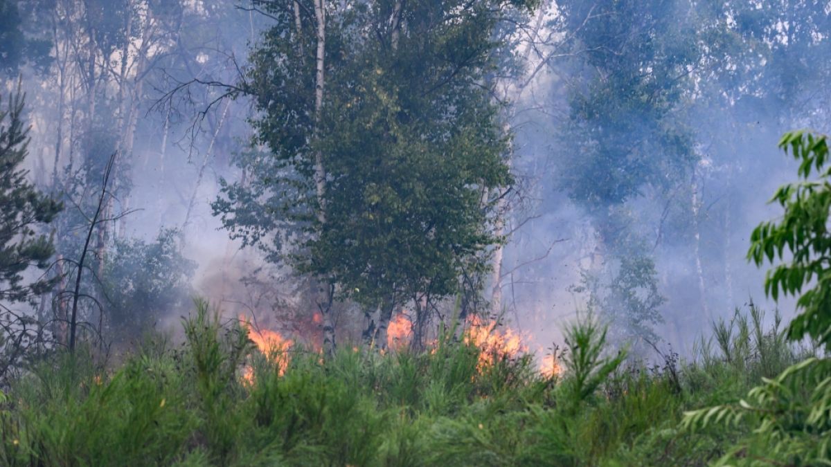 Die Waldbrandgefahr steigt aktuell dramatisch. (Foto)