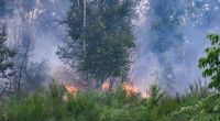 Die Waldbrandgefahr steigt aktuell dramatisch.