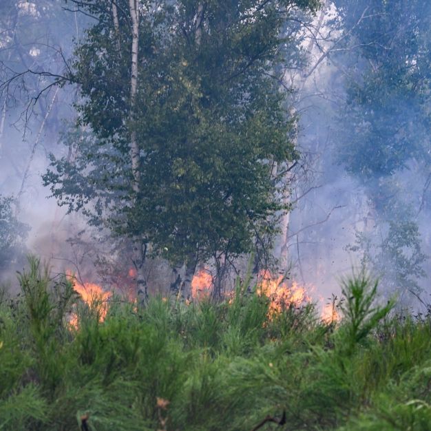 Die Waldbrandgefahr steigt aktuell dramatisch.