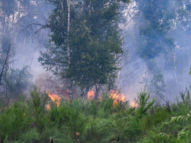 Waldbrandgefahr aktuell: Höchste Alarmstufe - in diesen Regionen ist äußerste Vorsicht geboten
