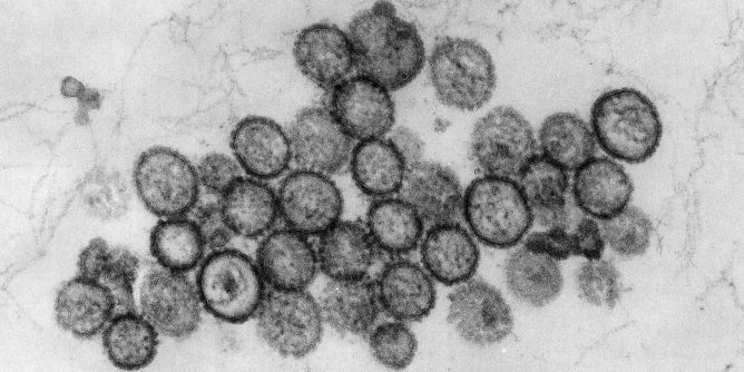Hantavirus auf der "MV Hondius"