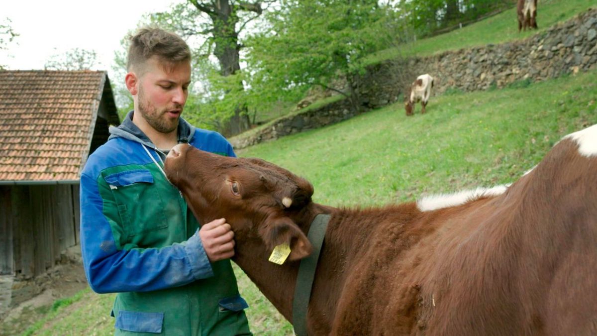 Re: Vom Wegwerfkalb zum Alpenretter bei Arte (Foto)