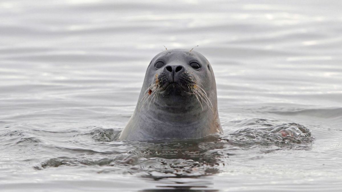 Wilder Rhein - Der ber&uuml;hmte Unbekannte bei 3sat (Foto)