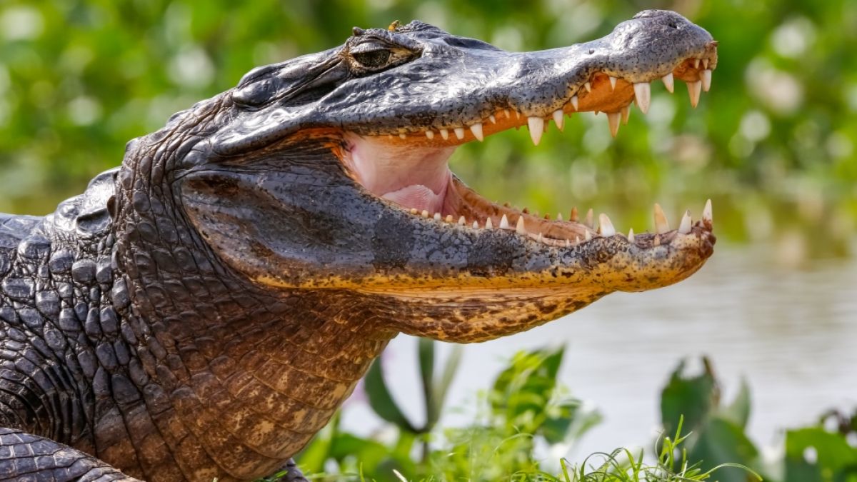 In S&uuml;dafrika wurde ein 500-Kilo-Krokodil unsch&auml;dlich gemacht. Im Magen des Tieres wurden Leichenteile und sechs Schuhe gefunden (Symbolbild). (Foto)