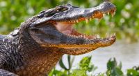 In Südafrika wurde ein 500-Kilo-Krokodil unschädlich gemacht. Im Magen des Tieres wurden Leichenteile und sechs Schuhe gefunden (Symbolbild).